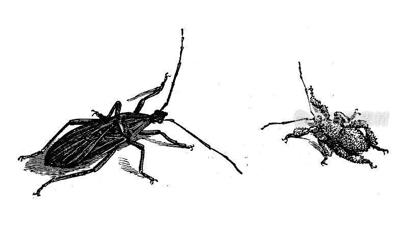 古董动物插图:Reduvius personatus，蒙面猎人